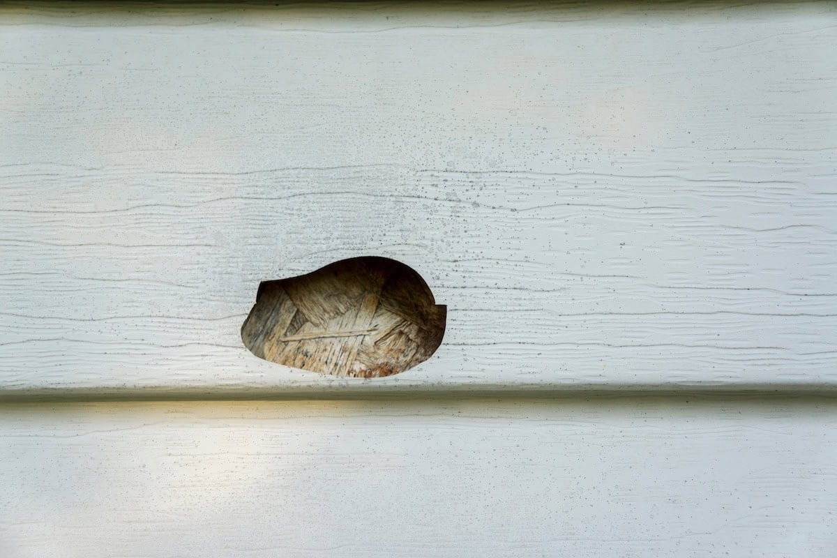 Hail and mold damage on the side of a house with vinyl siding.